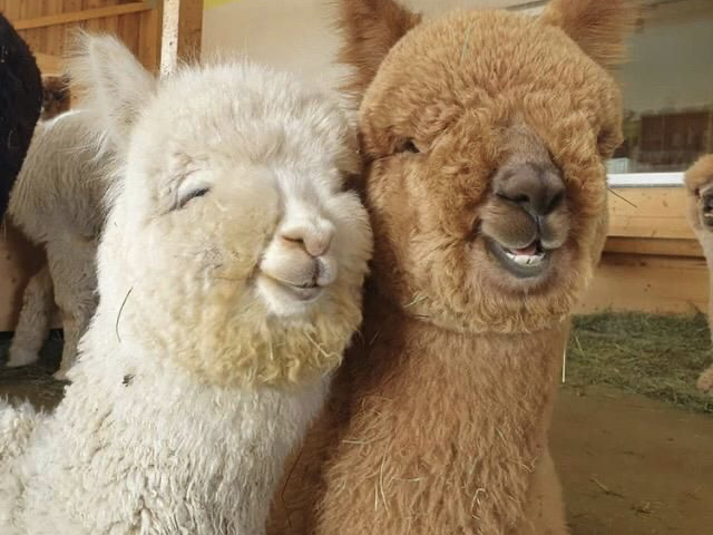 Alpakas