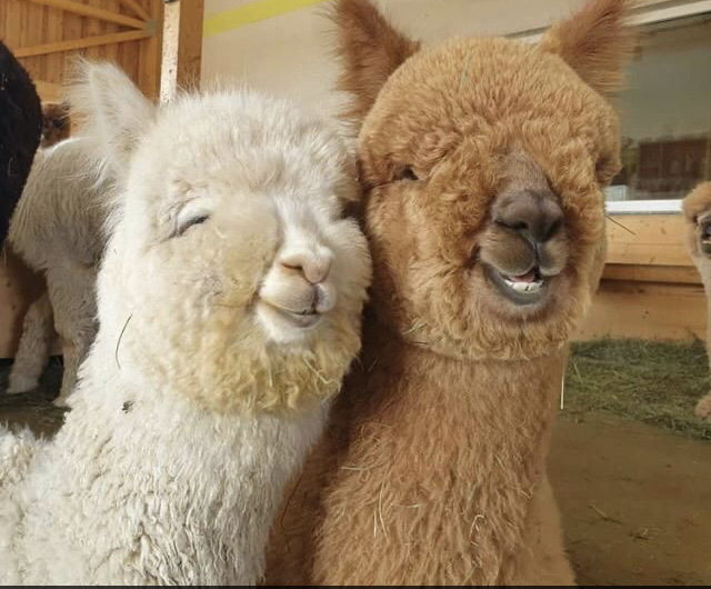 Alpakas